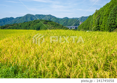 収穫前の田んぼ「坂本の棚田」《三重県 亀山市》 141745058