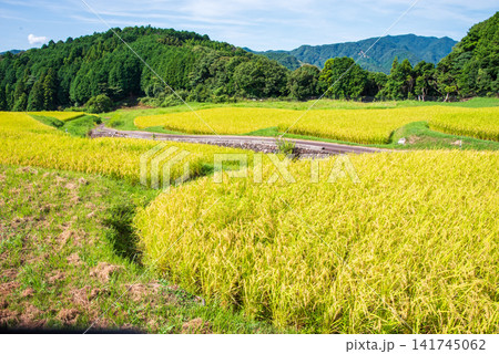 収穫前の田んぼ「坂本の棚田」《三重県 亀山市》 収穫前の田んぼ「坂本の棚田」《三重県 亀山市》 141745062