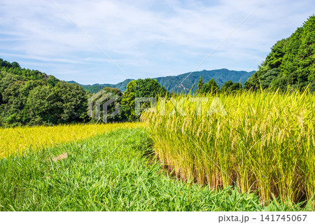 収穫前の田んぼ「坂本の棚田」《三重県 亀山市》 収穫前の田んぼ「坂本の棚田」《三重県 亀山市》 141745067