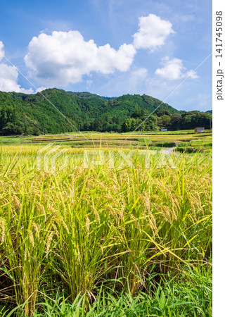 収穫前の田んぼ「坂本の棚田」《三重県 亀山市》 収穫前の田んぼ「坂本の棚田」《三重県 亀山市》 141745098