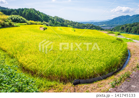 収穫前の田んぼ「坂本の棚田」《三重県 亀山市》 141745133