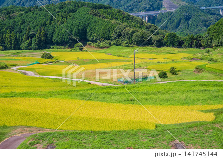収穫前の田んぼ「坂本の棚田」《三重県 亀山市》 収穫前の田んぼ「坂本の棚田」《三重県 亀山市》 141745144