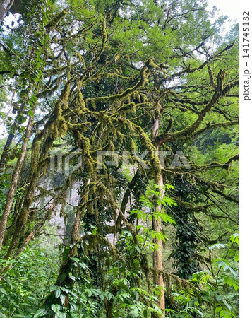 Lush green forest with moss covered tree branches Lush green forest with moss covered tree branches 141745182