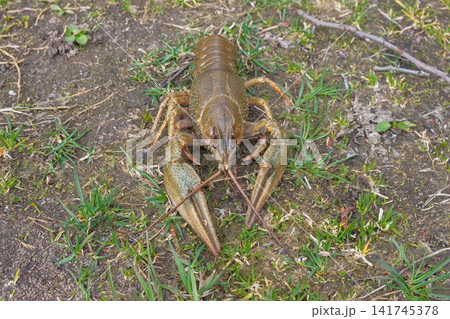 Live European crayfish sitting at sandy and grass riverbank. Wild freshwater lobster decapod crustacean crawling on sand ground, concept of river wildlife ecology background theme. Fishing Recreation Live European crayfish sitting at sandy and grass riverbank. Wild freshwater lobster decapod crustacean crawling on sand ground, concept of river wildlife ecology background theme. Fishing Recreation 141745378