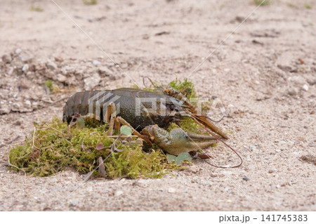 Live European crayfish sitting at sandy and grass riverbank. Wild freshwater lobster decapod crustacean crawling on sand ground, concept of river wildlife ecology background theme. Fishing Recreation Live European crayfish sitting at sandy and grass riverbank. Wild freshwater lobster decapod crustacean crawling on sand ground, concept of river wildlife ecology background theme. Fishing Recreation 141745383