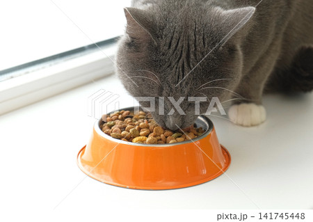 Grey cat sitting near orange bowl with dry food. Domestic shorthair feline mealtime, premium animal nutrition feeding. Cat with food bowl. Pet Food, Cat Nutrition theme. Feline Health, Wellbeing Care. Grey cat sitting near orange bowl with dry food. Domestic shorthair feline mealtime, premium animal nutrition feeding. Cat with food bowl. Pet Food, Cat Nutrition theme. Feline Health, Wellbeing Care. 141745448