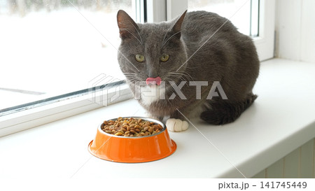 Grey cat sitting near orange bowl with dry food. Domestic shorthair feline mealtime, premium animal nutrition feeding. Cat with food bowl. Pet Food, Cat Nutrition theme. Feline Health, Wellbeing Care. Grey cat sitting near orange bowl with dry food. Domestic shorthair feline mealtime, premium animal nutrition feeding. Cat with food bowl. Pet Food, Cat Nutrition theme. Feline Health, Wellbeing Care. 141745449