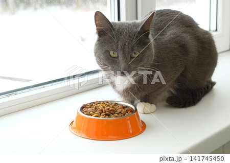 Grey cat sitting near orange bowl with dry food. Domestic shorthair feline mealtime, premium animal nutrition feeding. Cat with food bowl. Pet Food, Cat Nutrition theme. Feline Health, Wellbeing Care. Grey cat sitting near orange bowl with dry food. Domestic shorthair feline mealtime, premium animal nutrition feeding. Cat with food bowl. Pet Food, Cat Nutrition theme. Feline Health, Wellbeing Care. 141745450