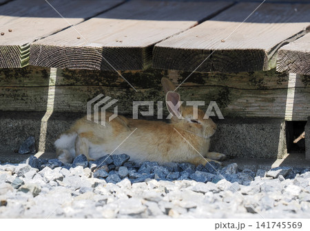 大久野島のウサギ 大久野島のウサギ 141745569