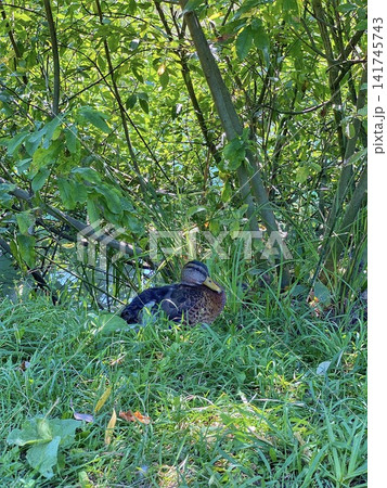 Wild duck resting on green grass near bushes in a natural forest environment on a sunny day Wild duck resting on green grass near bushes in a natural forest environment on a sunny day 141745743