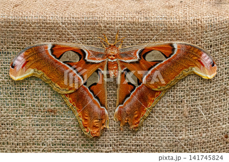 Giant atlas moth attacus atlas with spread wings on burlap texture Giant atlas moth attacus atlas with spread wings on burlap texture 141745824