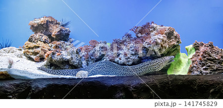 Exotic tropical resort travel asset featuring underwater reef landscape and moray eel Exotic tropical resort travel asset featuring underwater reef landscape and moray eel 141745829