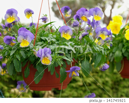Colorful greenhouse garden center aisle lined with hanging baskets, pansy beds, daffodils and mixed spring blooms paved walkway, racks, retail nursery, bright diffused light. Vibrant plant display Colorful greenhouse garden center aisle lined with hanging baskets, pansy beds, daffodils and mixed spring blooms paved walkway, racks, retail nursery, bright diffused light. Vibrant plant display 141745921