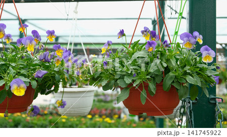 Colorful greenhouse garden center aisle lined with hanging baskets, pansy beds, daffodils and mixed spring blooms paved walkway, racks, retail nursery, bright diffused light. Vibrant plant display Colorful greenhouse garden center aisle lined with hanging baskets, pansy beds, daffodils and mixed spring blooms paved walkway, racks, retail nursery, bright diffused light. Vibrant plant display 141745922