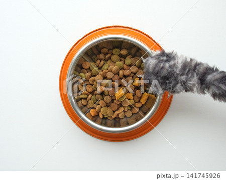 Cat's paw taking a bowl filled dry food on a white studio background. Humor, funny video. Playful Cat reaching for feed on table. Creative concept of a gourmet pet meal. Gray kitten plays with kibble. 141745926