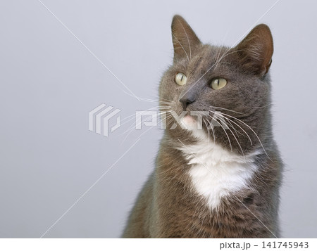 Cat Studio Portrait. Grey cat looking left on an isolated neutral background. Attentive domestic shorthair feline pet. Copy space, asset for commercial banner design theme. Frame with cat offset right 141745943