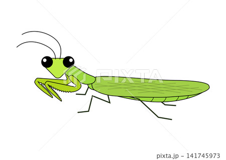 かわいらしい緑色のカマキリのイラスト かわいらしい緑色のカマキリのイラスト 141745973