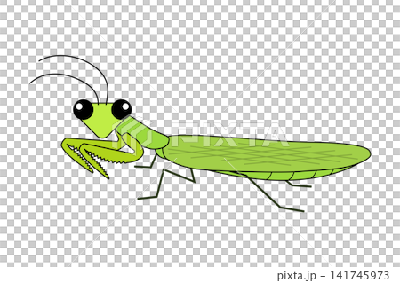 かわいらしい緑色のカマキリのイラスト かわいらしい緑色のカマキリのイラスト 141745973