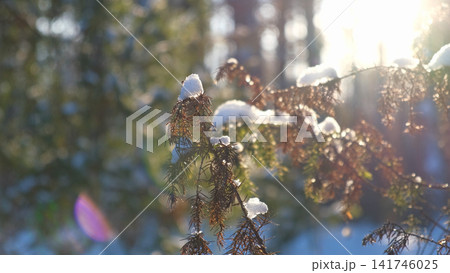 Snow on evergreen juniper branches shining in bright cold sunlight. Frozen pine needles. Natural bokeh backdrop. Winter Forest Aesthetics. Holiday Marketing. Lens Flare Textures. Backlight glare Snow on evergreen juniper branches shining in bright cold sunlight. Frozen pine needles. Natural bokeh backdrop. Winter Forest Aesthetics. Holiday Marketing. Lens Flare Textures. Backlight glare 141746025