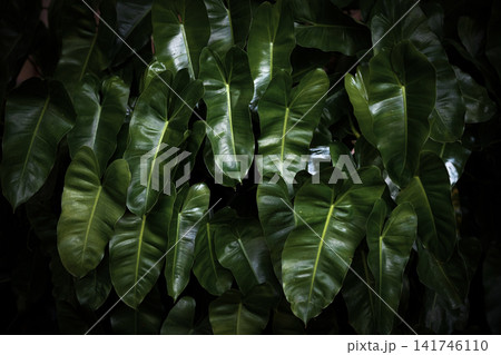 green foliage background featuring overlapping fresh leaves, natural texture, and organic botanical patterns for a lush tropical backdrop. green foliage background featuring overlapping fresh leaves, natural texture, and organic botanical patterns for a lush tropical backdrop. 141746110
