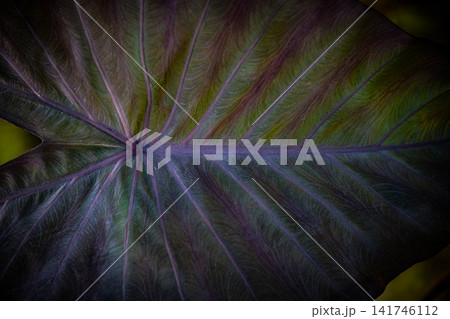 green foliage background featuring overlapping fresh leaves, natural texture, and organic botanical patterns for a lush tropical backdrop. green foliage background featuring overlapping fresh leaves, natural texture, and organic botanical patterns for a lush tropical backdrop. 141746112