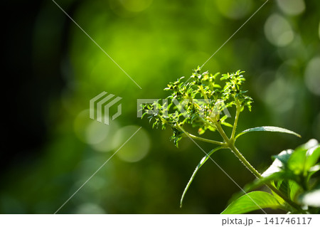 Green leaves grow in an outdoor space with a blur background. Bright sunlight shines on the fresh foliage. Green leaves grow in an outdoor space with a blur background. Bright sunlight shines on the fresh foliage. 141746117