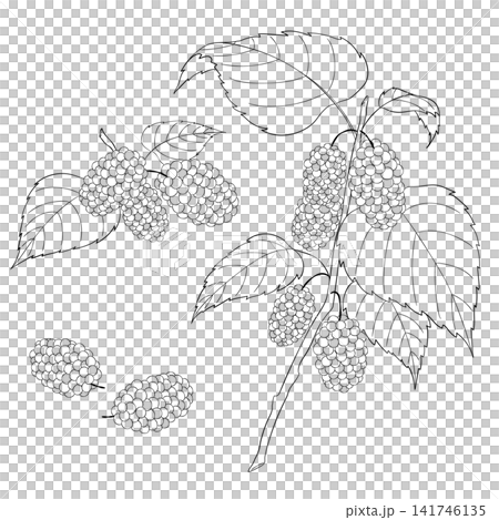 Vector line art illustration of the Western herb "Mulberry" Vector line art illustration of the Western herb "Mulberry" 141746135