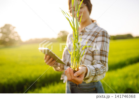 Close-up of a young woman farmer in glasses holding young sprout in her hands on green wheat field. Close-up of a young woman farmer in glasses holding young sprout in her hands on green wheat field. 141746368