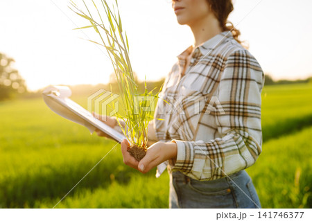 Farmer touches wheat sprouts, checking growth. Concept for farm development, horticulture. Farmer touches wheat sprouts, checking growth. Concept for farm development, horticulture. 141746377