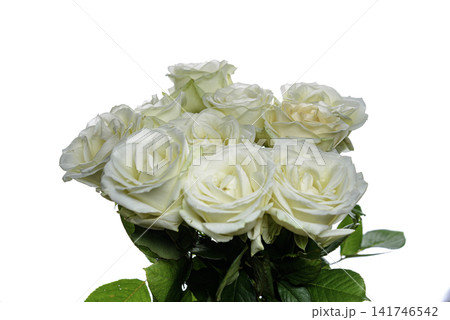rose on white background rose on white background 141746542
