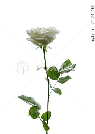 white roses on a white background white roses on a white background 141746569