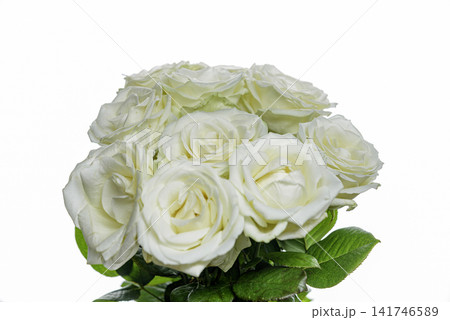 white roses on a white background 141746589