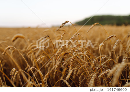 Close-up of ears of wheat. Background of a ripening wheat field. The growing character of character. Close-up of ears of wheat. Background of a ripening wheat field. The growing character of character. 141746600