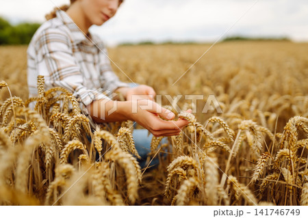 Agronomist holds ears of wheat, check quality of wheat grain. Agriculture food industry. Agronomist holds ears of wheat, check quality of wheat grain. Agriculture food industry. 141746749