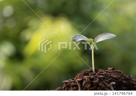 Pumpkin plant sprout closeup with water droplets 141746784