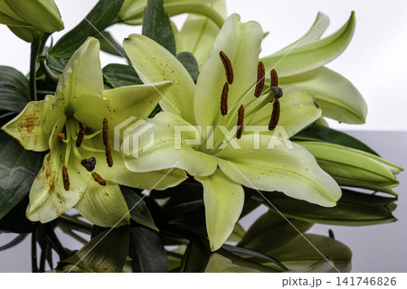 yellow lily flower 141746826