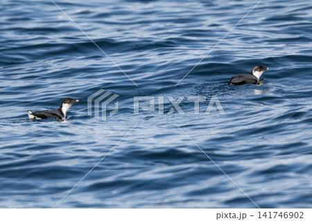 冬の落石沖を泳ぐ美しい海鳥、紺碧の海面に佇むウミスズメの貴重な姿 冬の落石沖を泳ぐ美しい海鳥、紺碧の海面に佇むウミスズメの貴重な姿 141746902