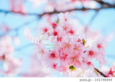 桜と青空 141746949