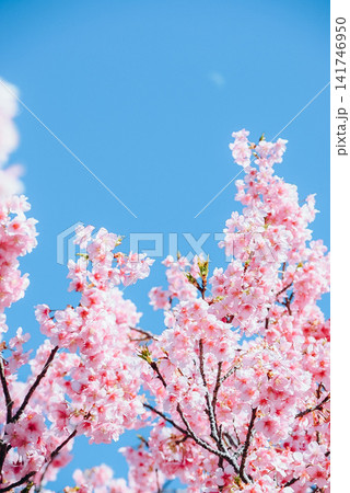 河津桜と青空 141746950
