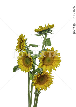 yellow sunflower isolated on white 141746978