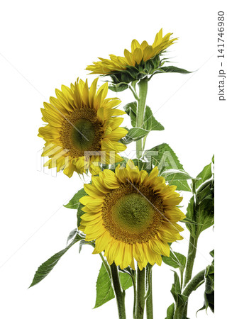 yellow sunflower isolated on white yellow sunflower isolated on white 141746980