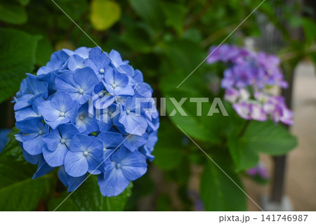 紫陽花 141746987