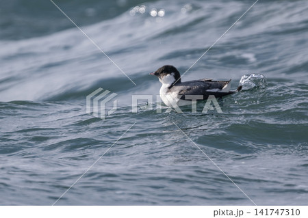 冬の落石沖を泳ぐ美しい海鳥、紺碧の海面に佇むウミスズメの貴重な姿 141747310