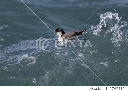 冬の落石沖を泳ぐ美しい海鳥、紺碧の海面に佇むウミスズメの貴重な姿 冬の落石沖を泳ぐ美しい海鳥、紺碧の海面に佇むウミスズメの貴重な姿 141747312