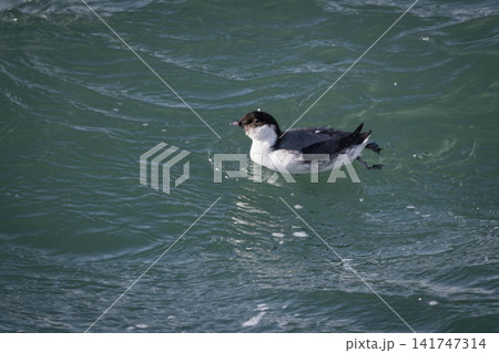 冬の落石沖を泳ぐ美しい海鳥、紺碧の海面に佇むウミスズメの貴重な姿 冬の落石沖を泳ぐ美しい海鳥、紺碧の海面に佇むウミスズメの貴重な姿 141747314