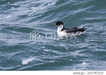 冬の落石沖を泳ぐ美しい海鳥、紺碧の海面に佇むウミスズメの貴重な姿 141747315