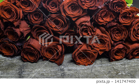 red roses on gray background 141747400