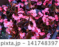 Pink Begonia Blossoms, Floral Background with Dark Bronze Foliage 141748397