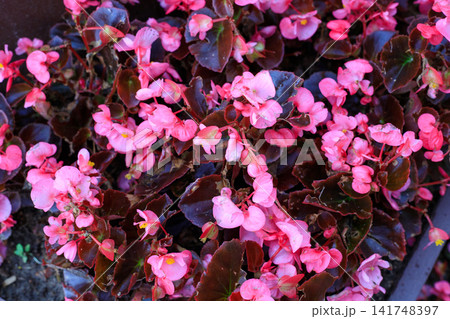 Pink Begonia Blossoms, Floral Background with Dark Bronze Foliage Pink Begonia Blossoms, Floral Background with Dark Bronze Foliage 141748397