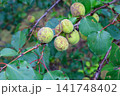 Unripe Green Apricots Affected by Scab Fungus Hanging on Tree Branch 141748402